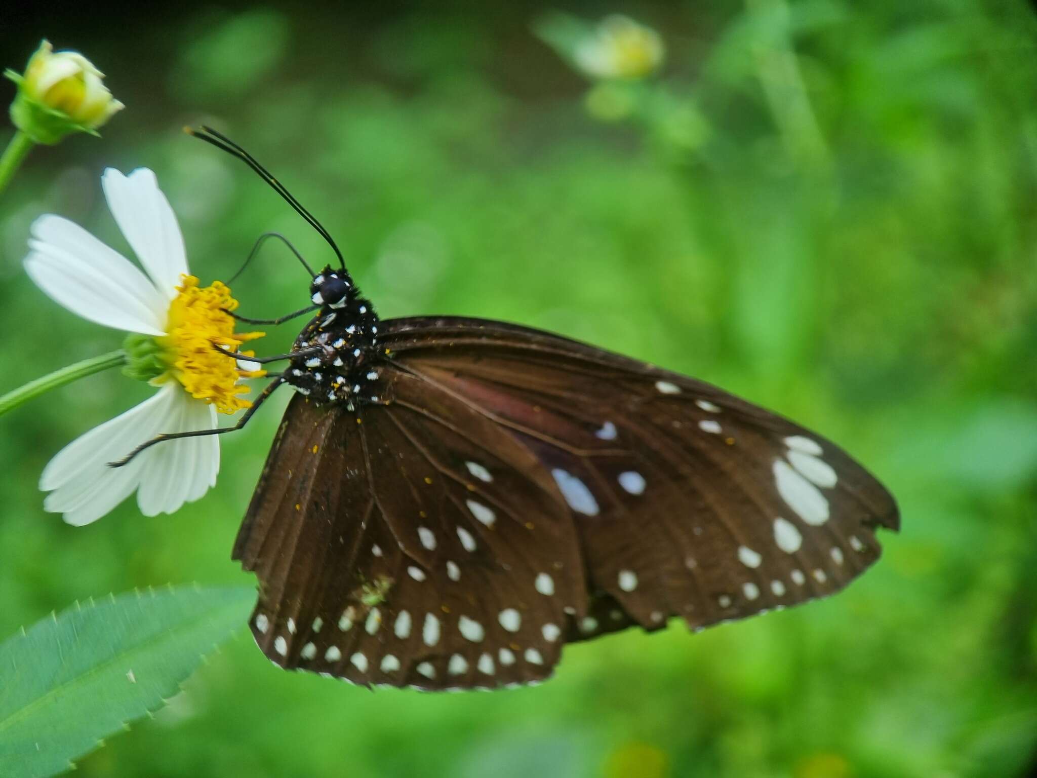 Image of Euploea midamus singapura (Moore 1883)