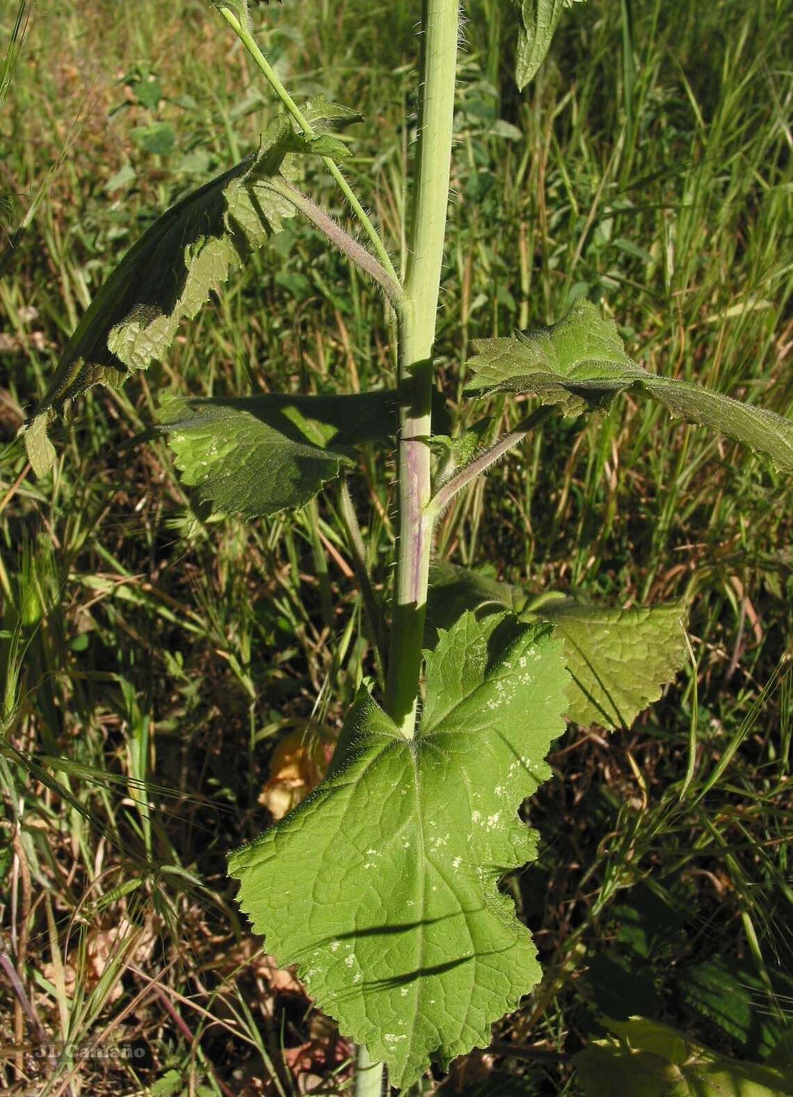 Image of Lunaria annua subsp. annua