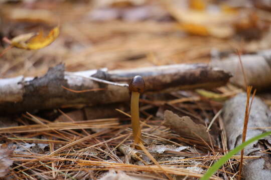 Image of Tolypocladium capitatum (Holmsk.) Quandt, Kepler & Spatafora 2014