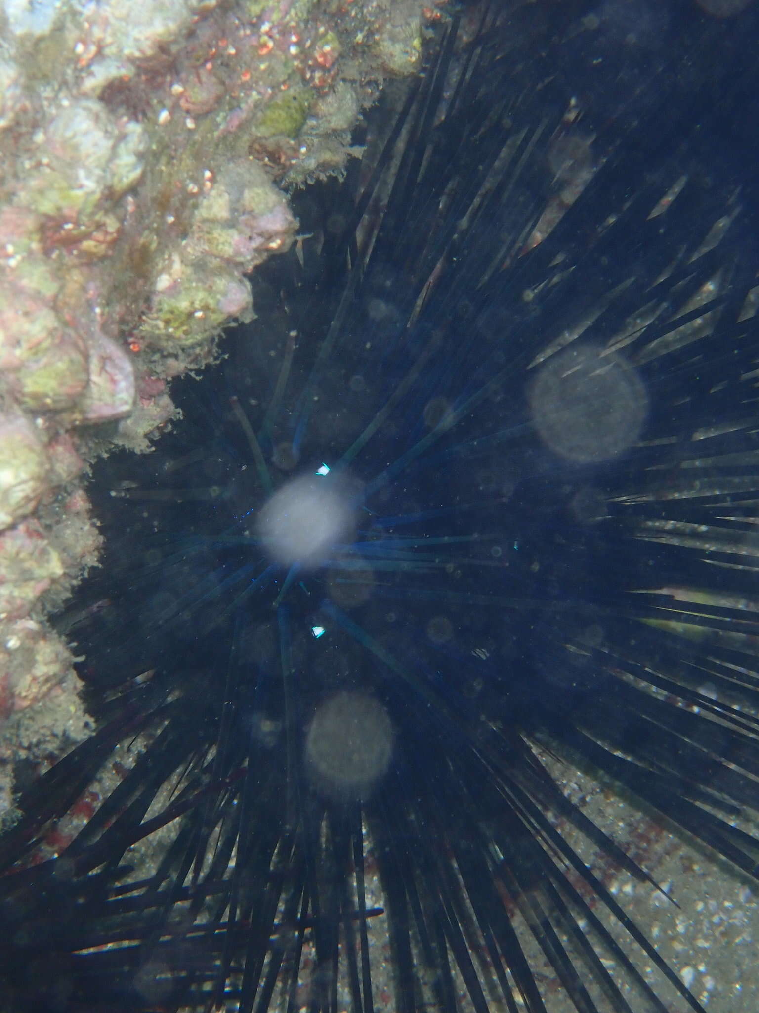 Image of Banded diadem urchin