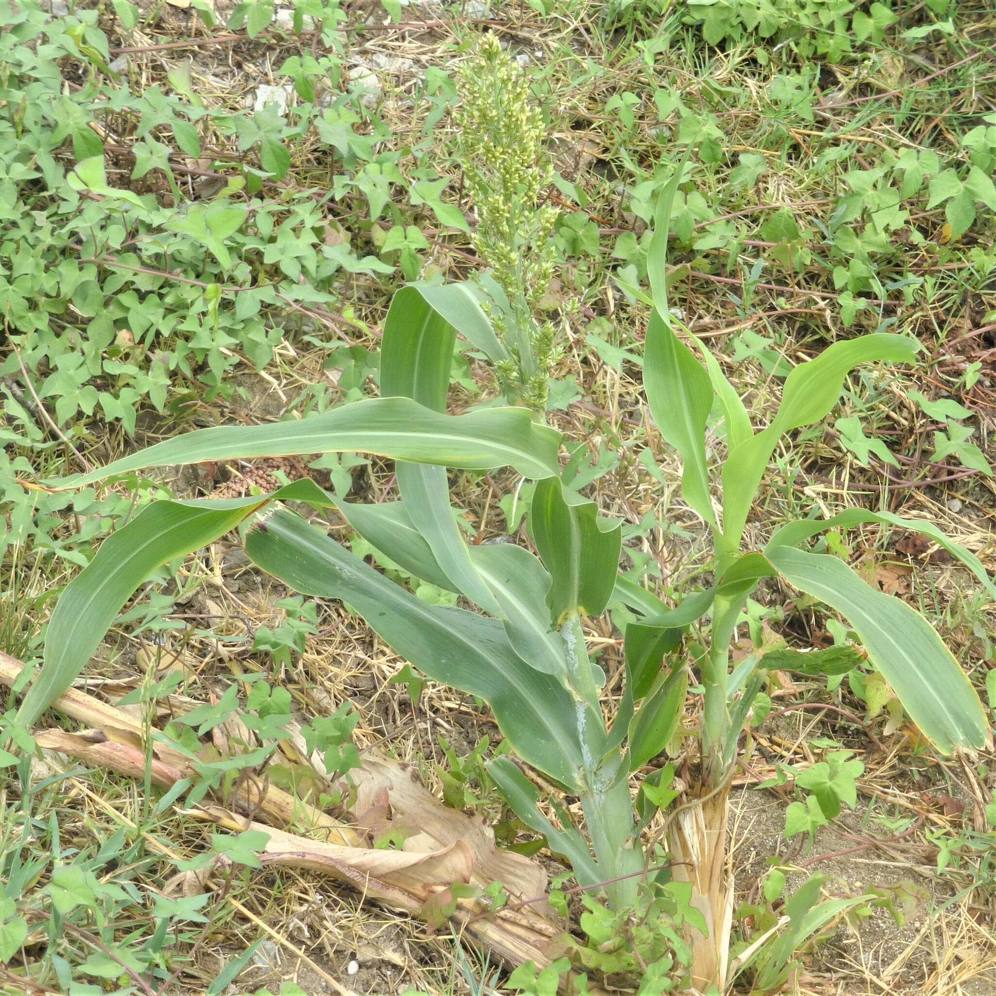 Image of sorghum