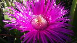 Image of Carpobrotus deliciosus (L. Bol.) L. Bol.