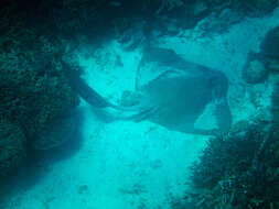 Image of Broad cowtail ray