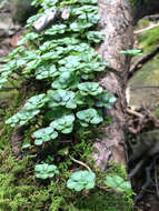 Image of woodland stonecrop