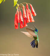 Image of Lesser Violetear