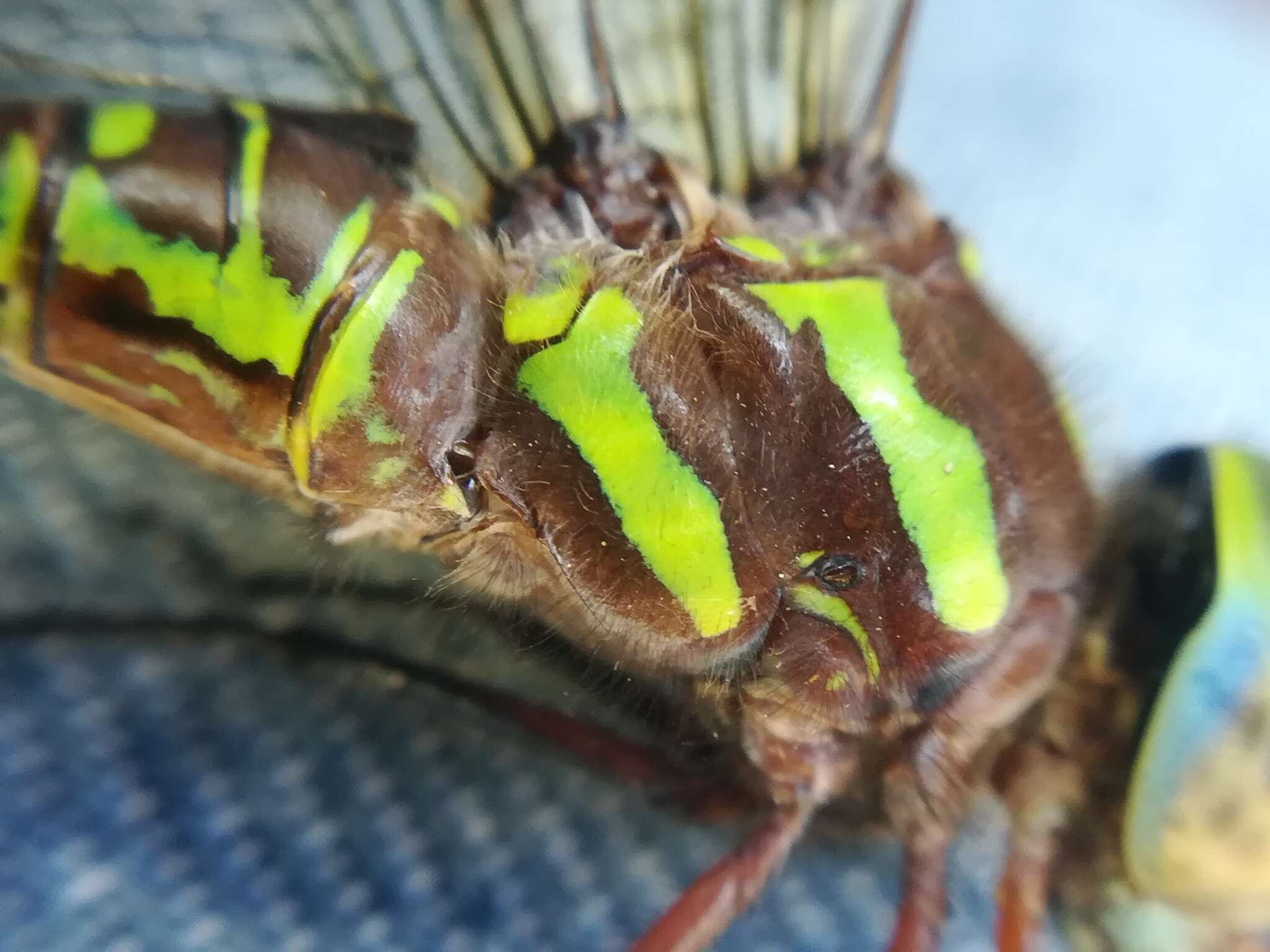 Image of Turquoise-tipped Darner