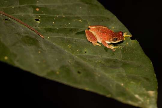 Image of Golden-eyed Reed Frog