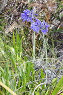 Image de Agapanthus africanus (L.) Hoffmanns.