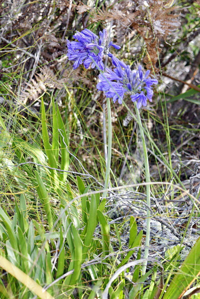 Слика од Agapanthus africanus (L.) Hoffmanns.