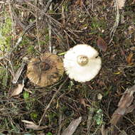 Image of Russula acrolamellata McNabb 1973