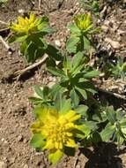 Euphorbia epithymoides L. resmi