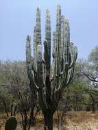 Image of Pachycereus weberi (J. M. Coult.) Backeb.