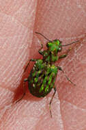 Image of Delta Green Ground Beetle