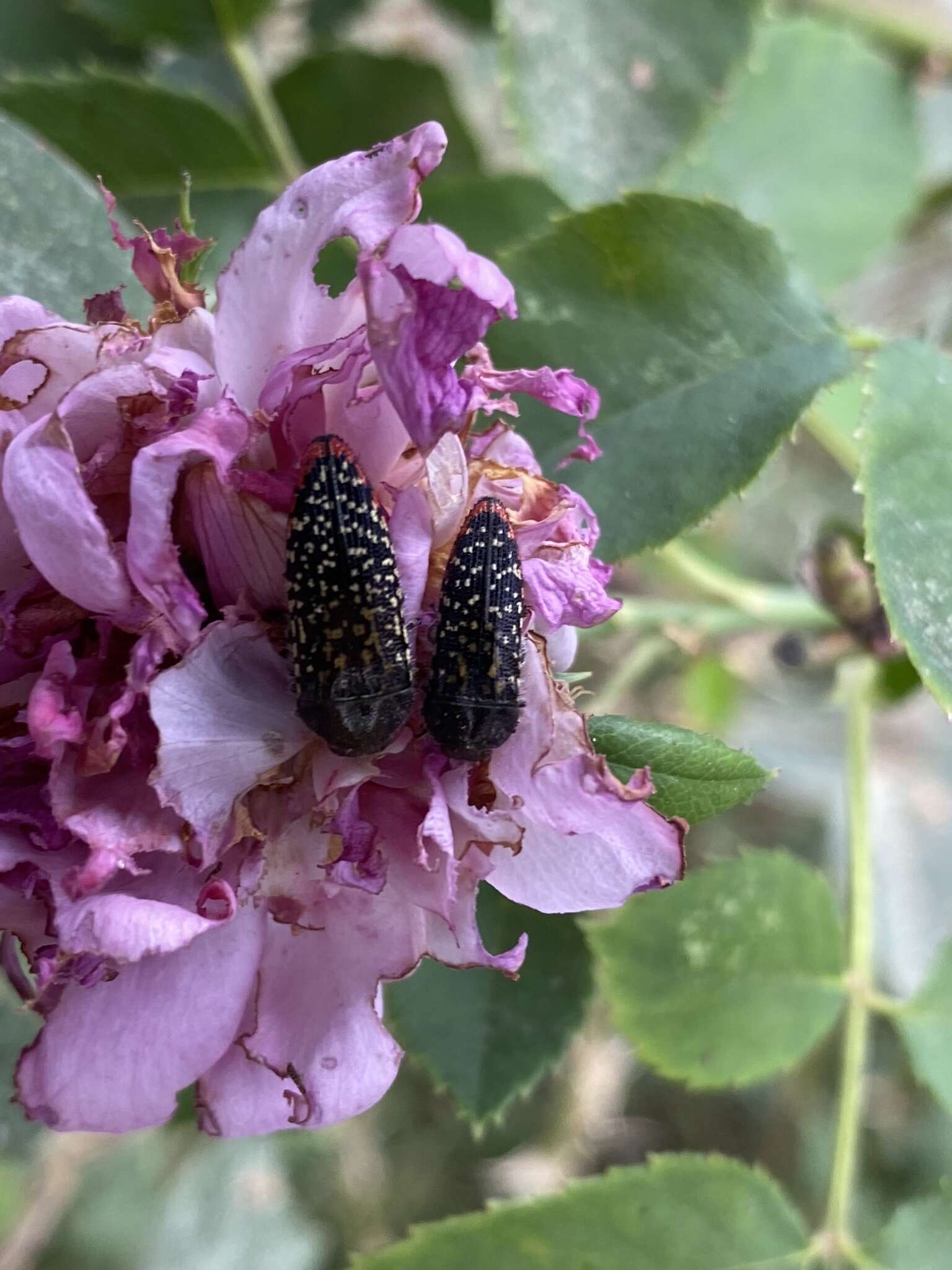 Image de Acmaeodera haemorrhoa Le Conte 1858