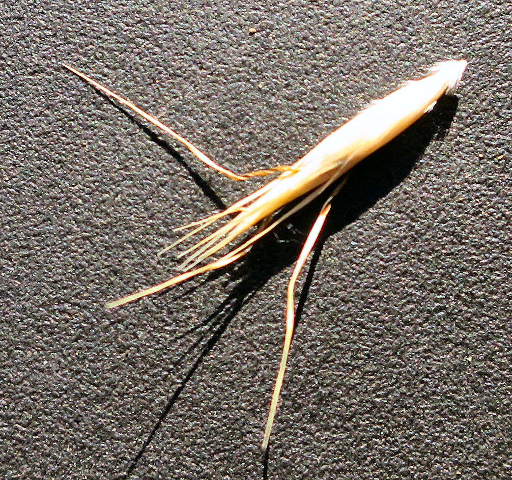 Image of Rytidosperma merum Connor & Edgar