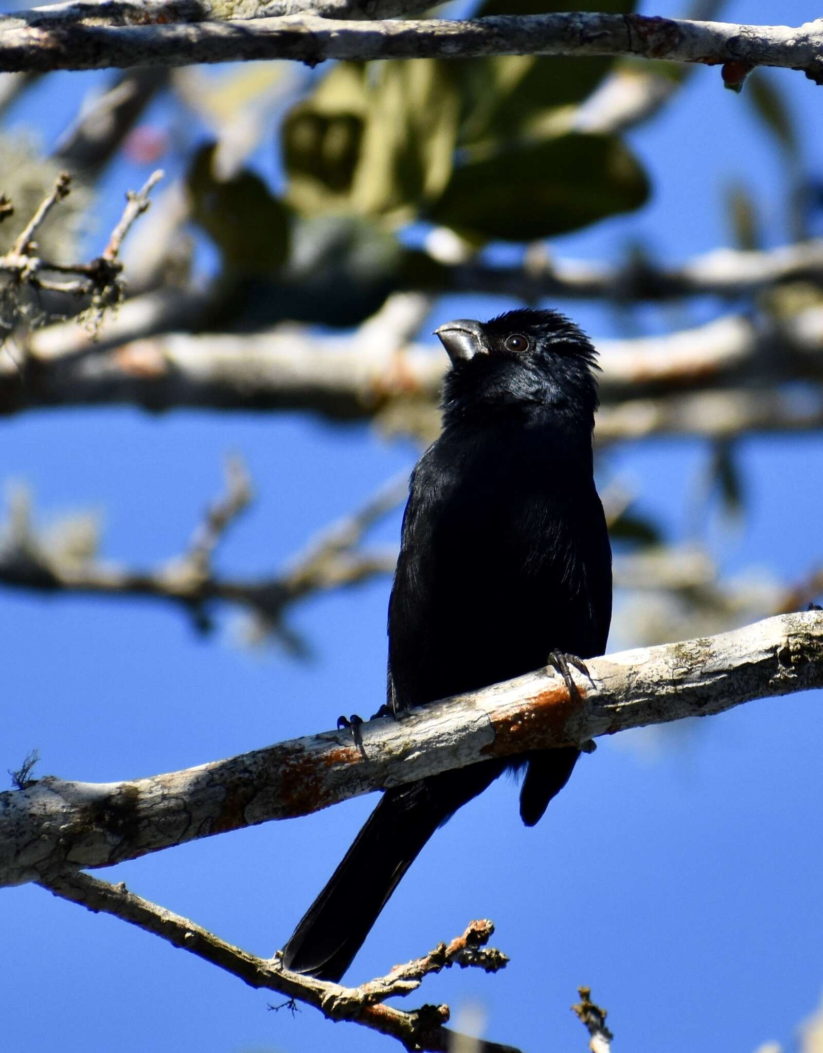 Image of Cuban Bullfinch