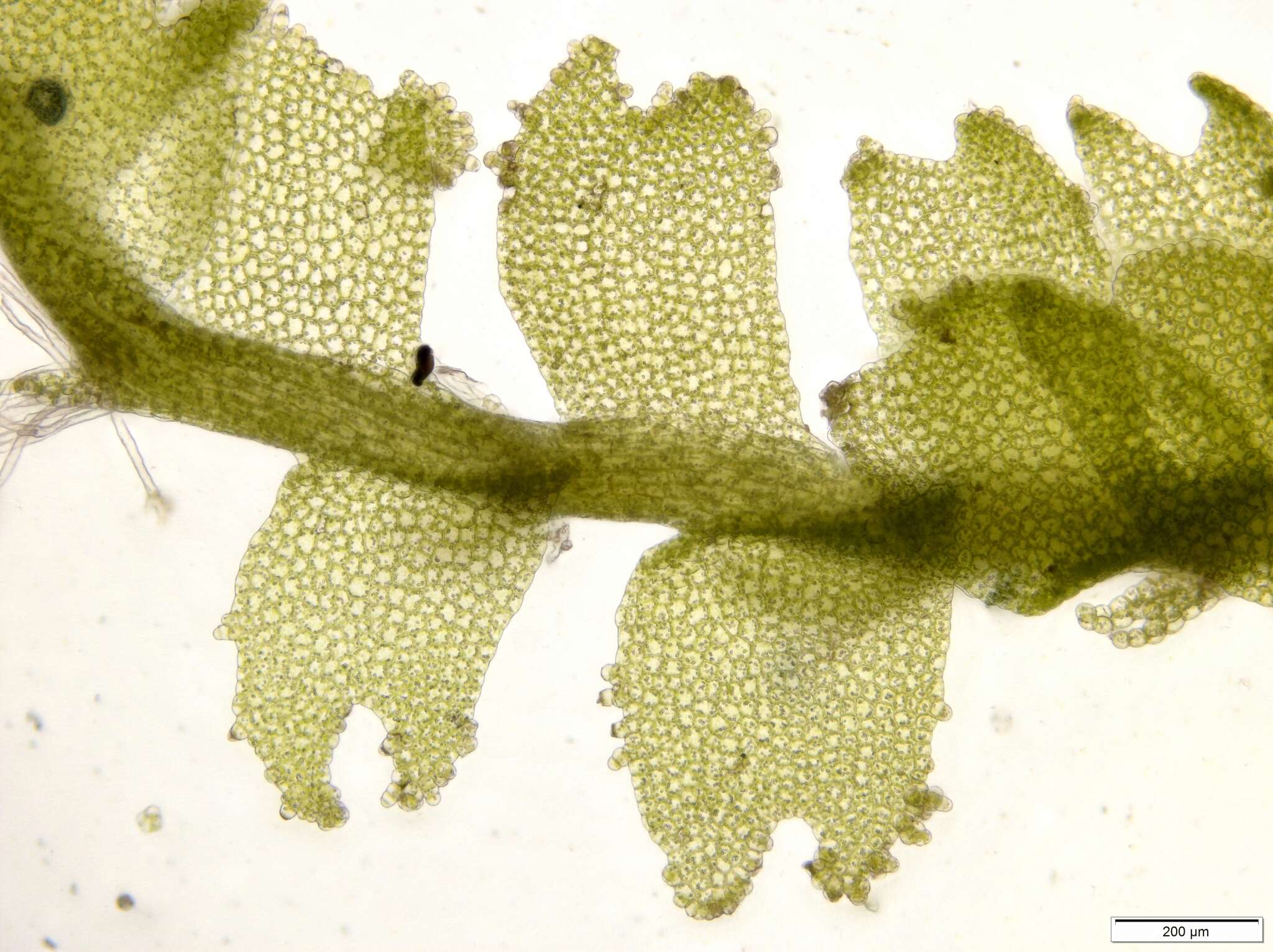 Image of Lophocolea minor Nees