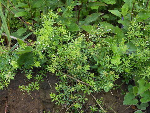 Image of Galium dahuricum Turcz. ex Ledeb.