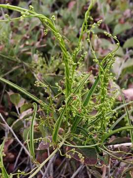 Image of Dioscorea saxatilis Poepp.