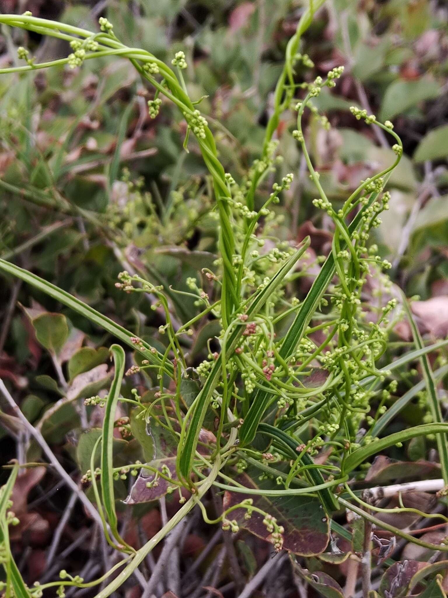 Dioscorea saxatilis Poepp. resmi