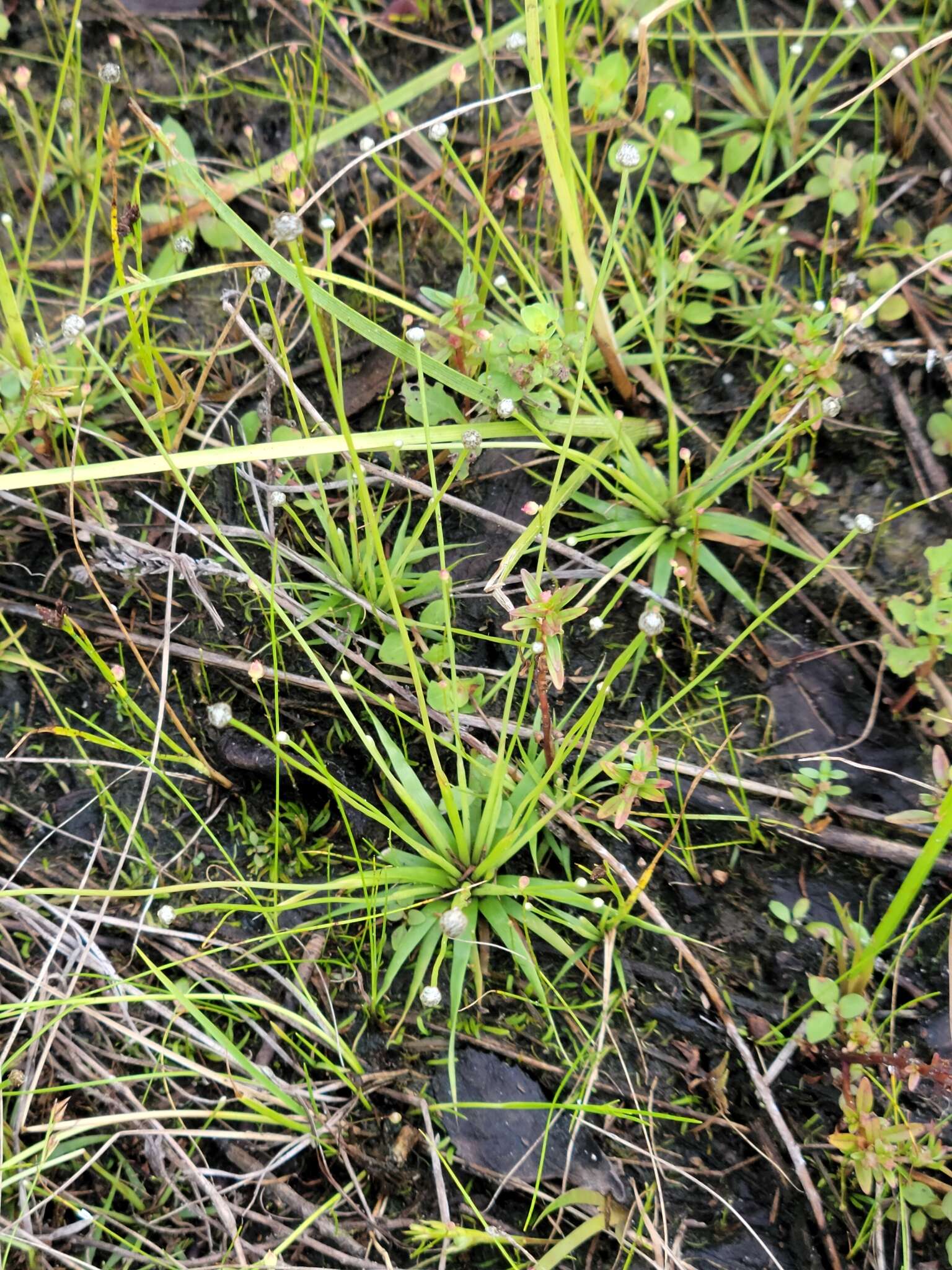 Image of Ravenel's Pipewort