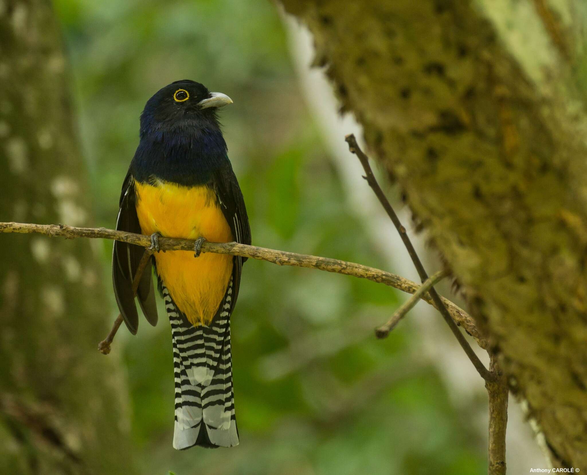 Слика од Trogon violaceus Gmelin & JF 1788