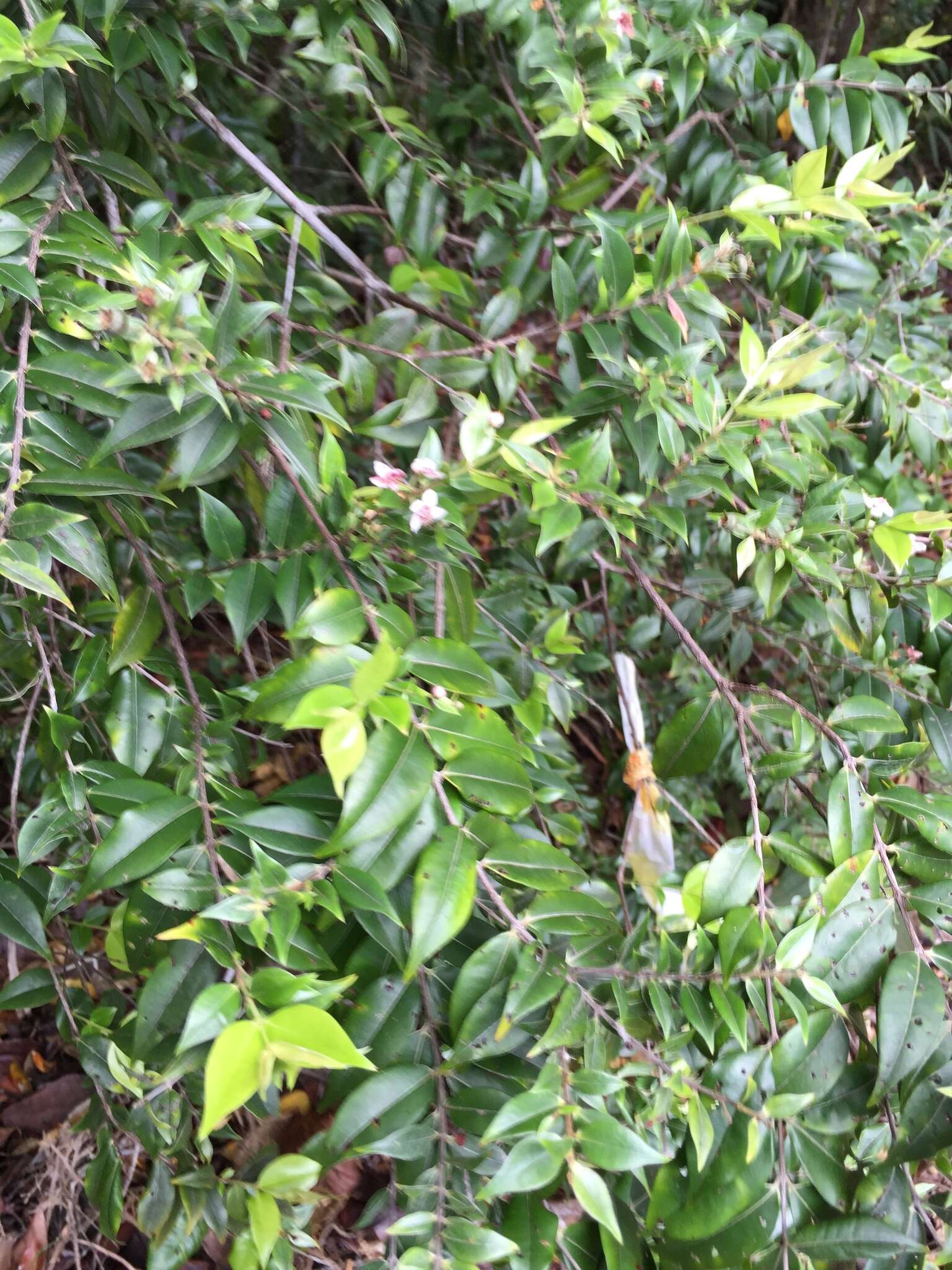 Image of silky myrtle