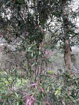 Plancia ëd Callistemon salignus (Sm.) Colv. ex Sweet