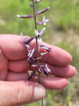 صورة Streptanthus hyacinthoides Hook.