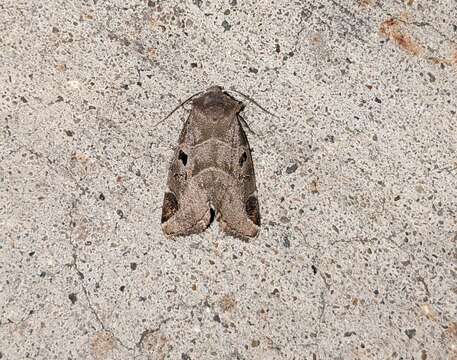 Image of Black-barred Brown