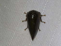 Image of Treehopper