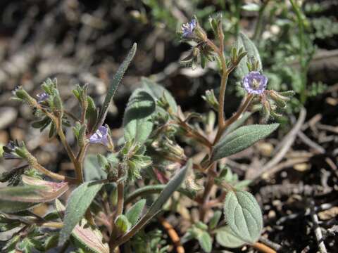 Image de Phacelia austromontana Howell