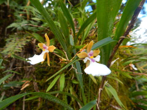 Image of Caucaea alticola (Stacy) N. H. Williams & M. W. Chase