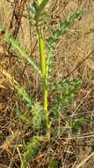 Image of Cirsium rhaphilepis (Hemsl.) Petr.