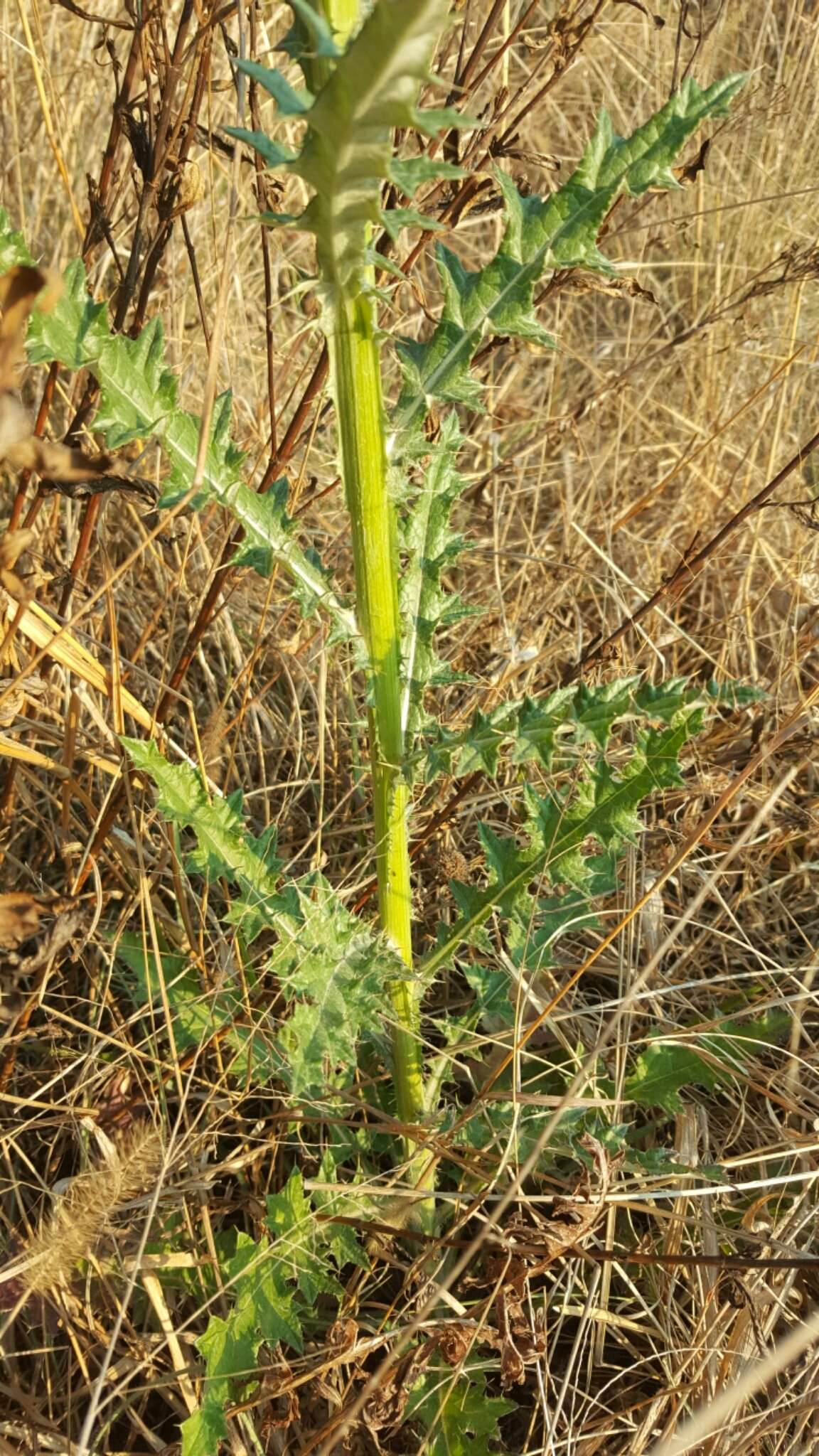 Image of Cirsium rhaphilepis (Hemsl.) Petr.