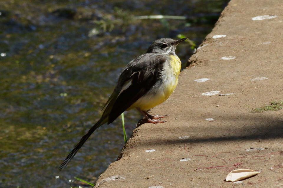 Image of Motacilla cinerea schmitzi Tschusi 1900