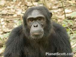 Image of Eastern Chimpanzee