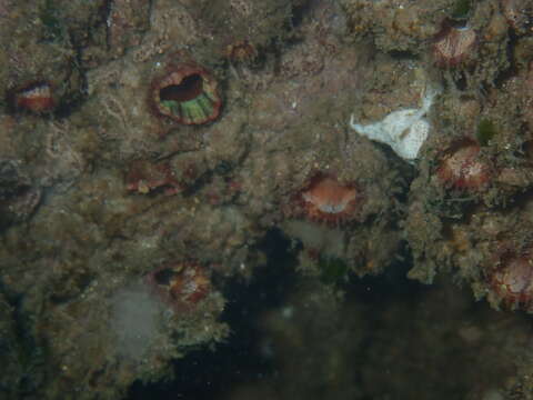 Image of Giant pink ascidian