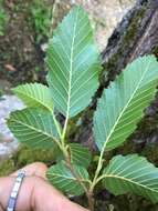 Image de Alnus oblongifolia Torr.