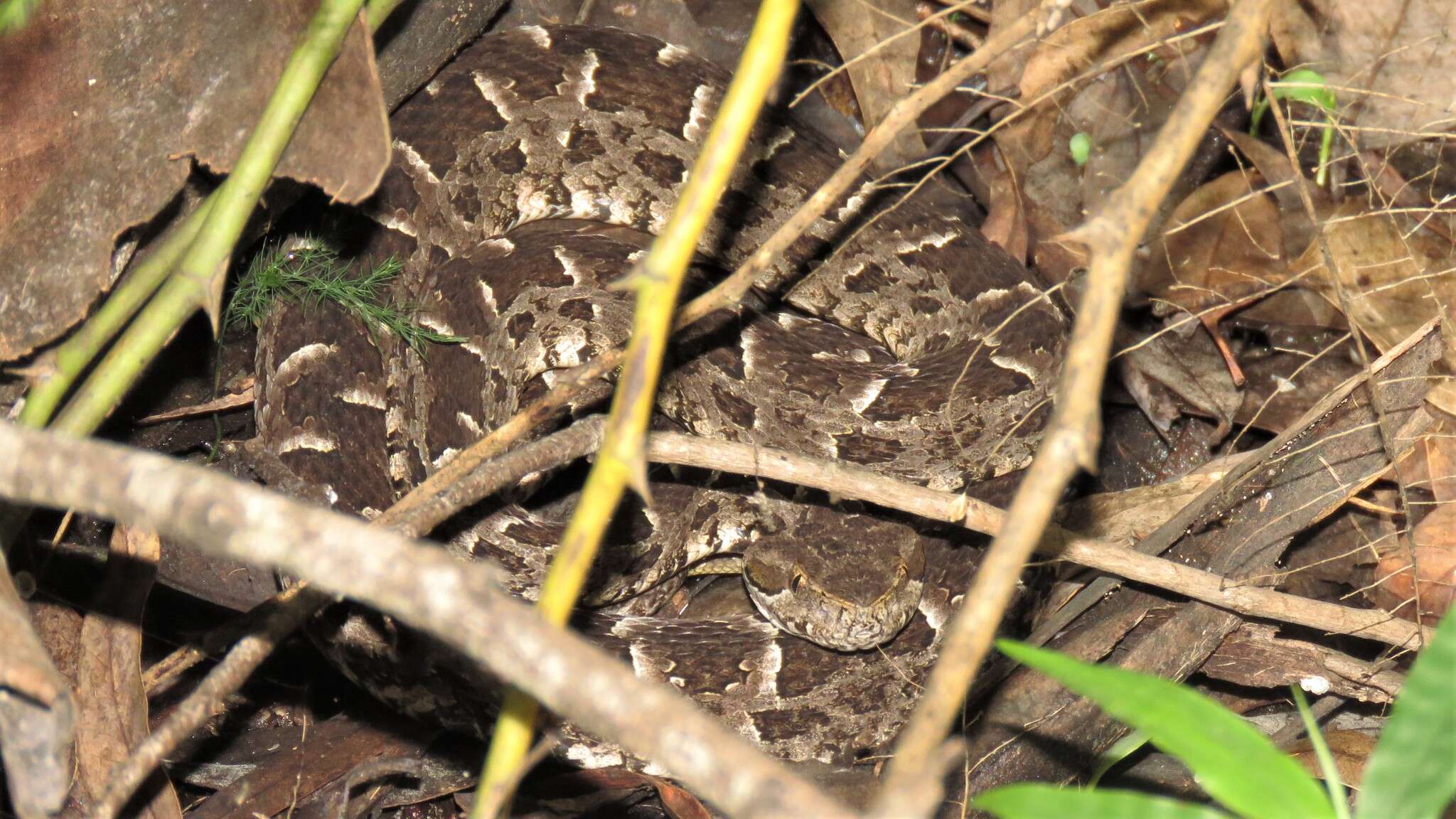 Bothrops pubescens (Cope 1870) resmi