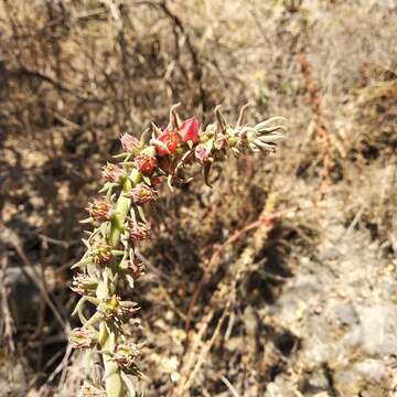 Image de Echeveria coccinea (Cav.) DC.