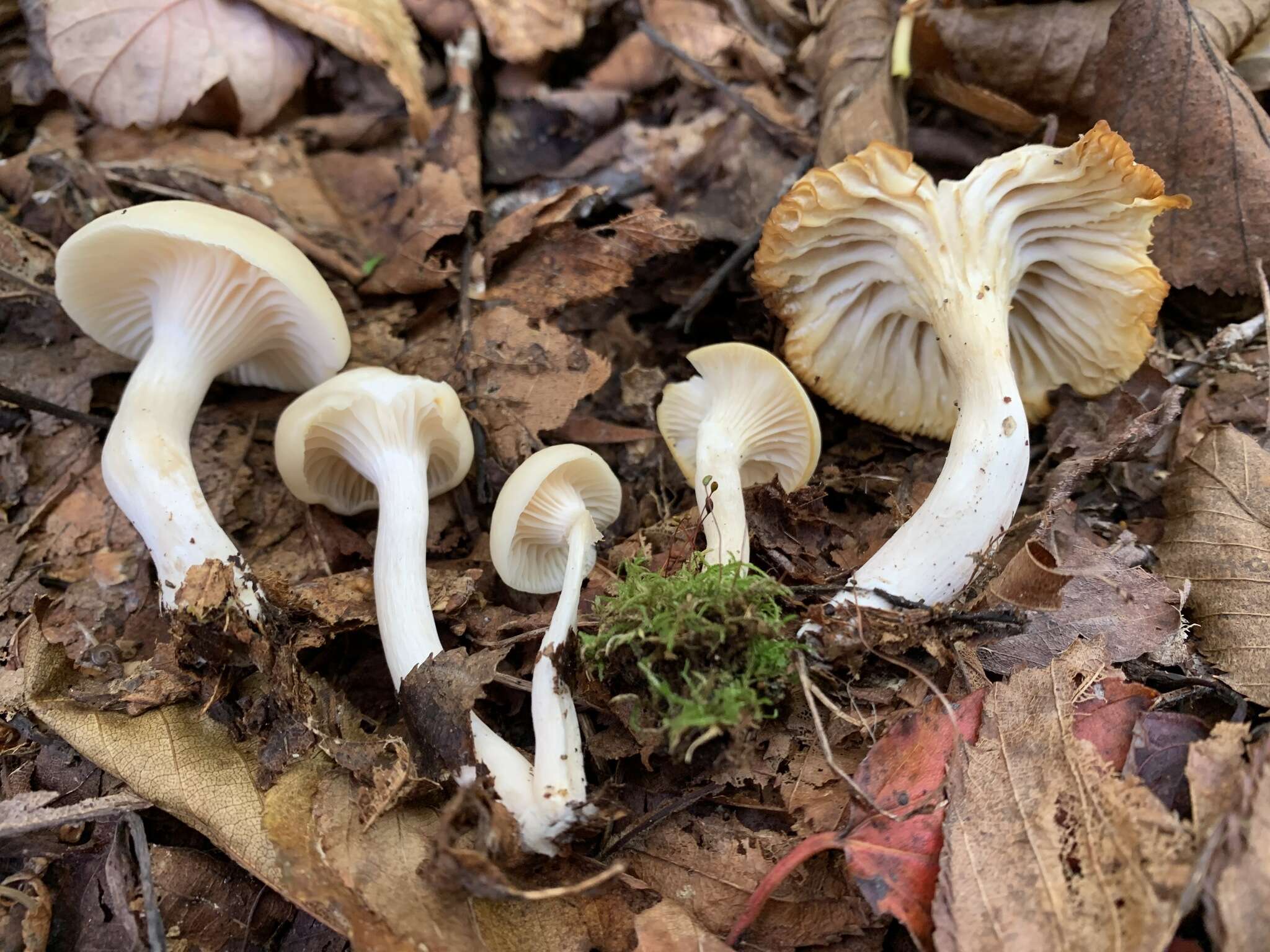 Sivun Cuphophyllus borealis (Peck) Bon ex Courtec. 1985 kuva