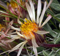 Image of tufted Townsend daisy