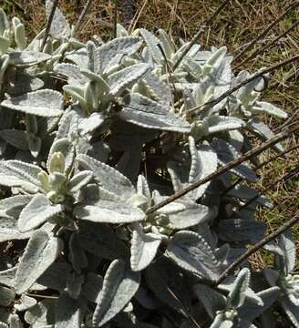 Image of Sideritis dasygnaphala (Webb & Berthel.) Clos