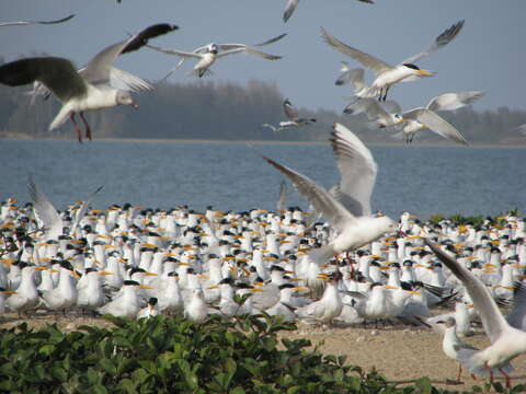 Image of West African Crested Tern