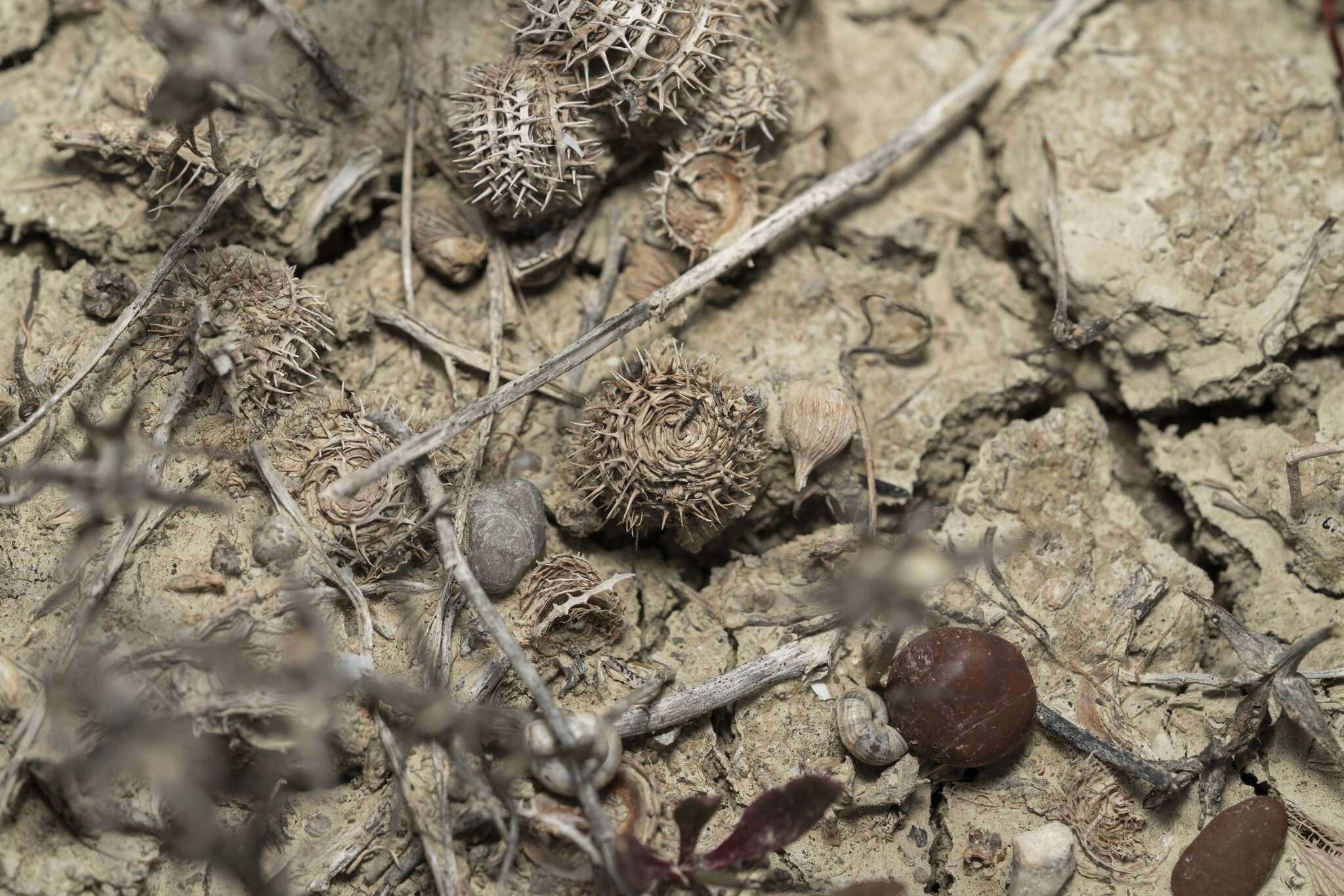 Image of Medicago intertexta subsp. ciliaris (L.) Ponert