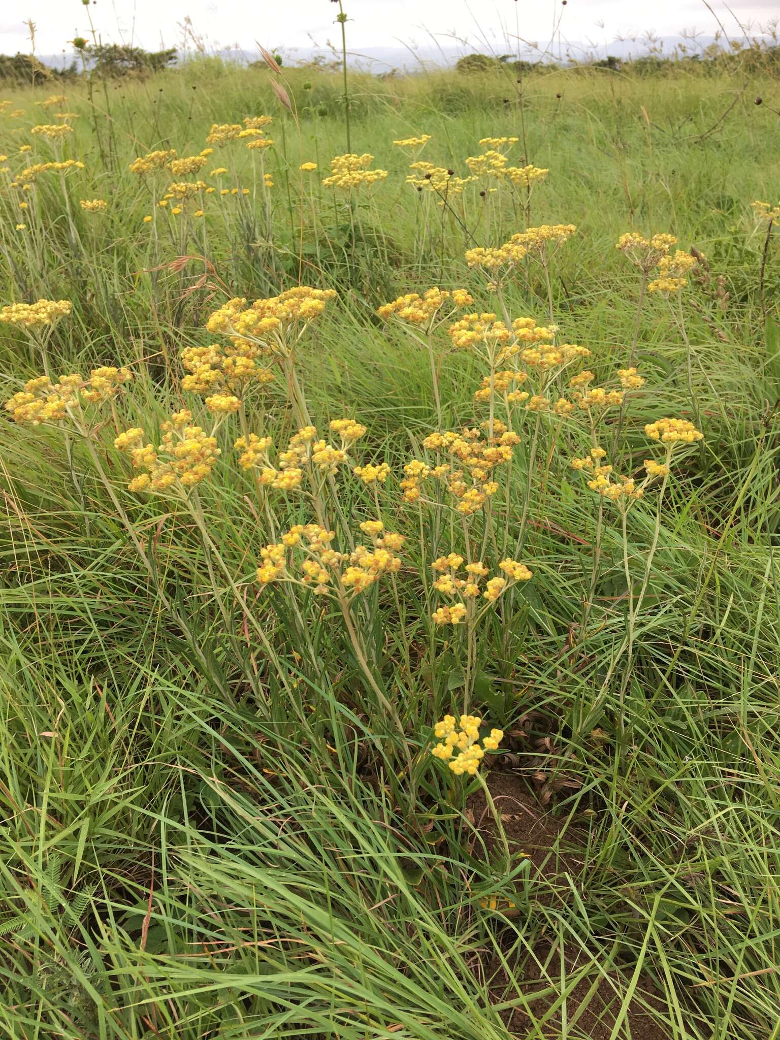 Слика од Helichrysum miconiifolium DC.