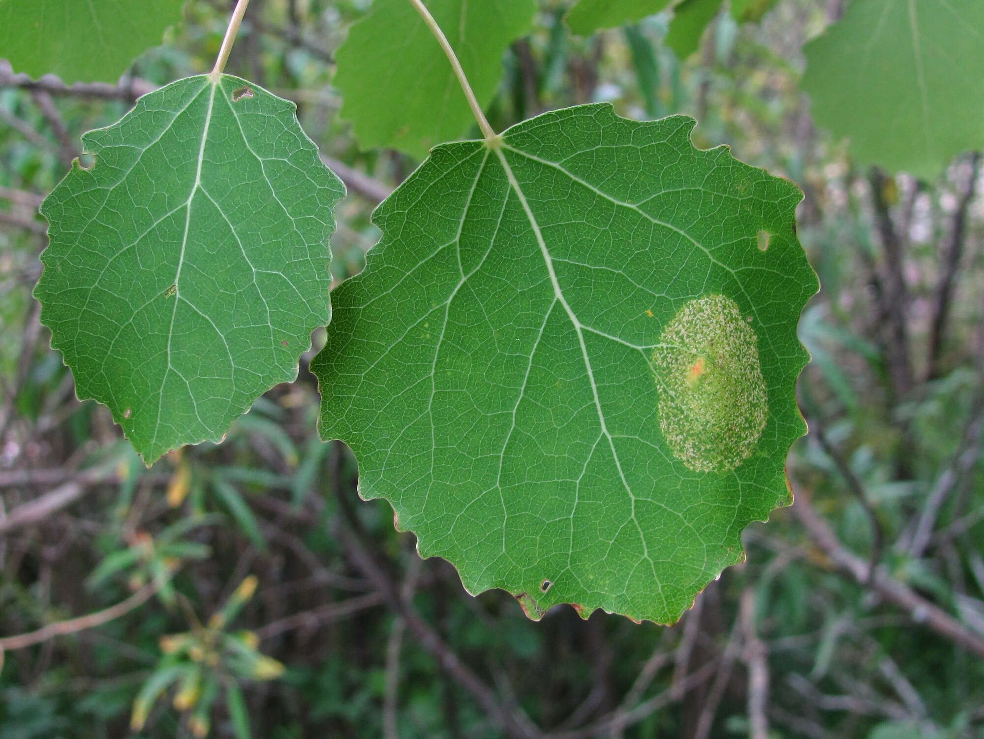 Image of Aspen Leaf Blotch Miner Moth