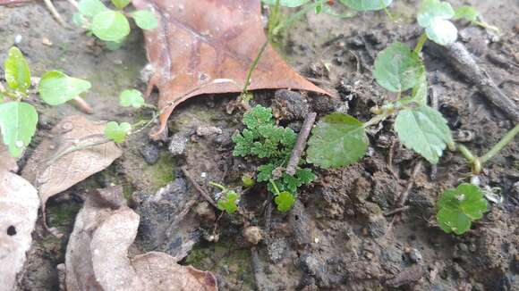 Image of Mexican Mosquito Fern