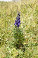 Слика од Aconitum napellus L.